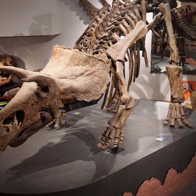 Arizona Museum of Natural History:  A Must See Museum in Arizona