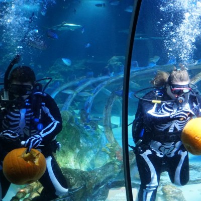 5 Reasons to Visit Sea Life Arizona Aquarium (Giveaway)