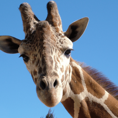 Reid Park Zoo:  Things to Do with Kids in Tucson, Arizona